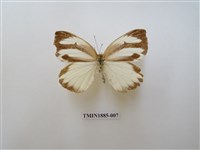 藏品(飛龍白粉蝶)的圖片